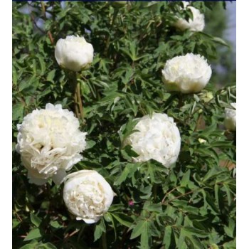 Bulbi (rizomi) bujori arbustivi Carte Blanche - 1 bucată, FOARTE PARFUMAT Bulbi (rizomi) bujori arbustivi Carte Blanche - 1 bucată, FOARTE PARFUMAT