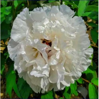 Bulbi (rizomi) bujori arbustivi Carte Blanche - 1 bucată, FOARTE PARFUMAT Bulbi (rizomi) bujori arbustivi Carte Blanche - 1 bucată, FOARTE PARFUMAT