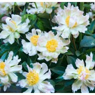 Bujori Green Lotus - 1 bucată (rizomi)