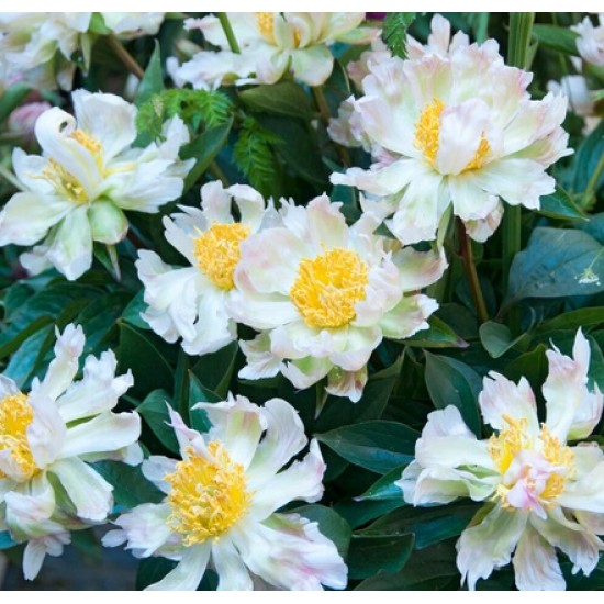 Bujori Green Lotus - 1 bucată (rizomi)