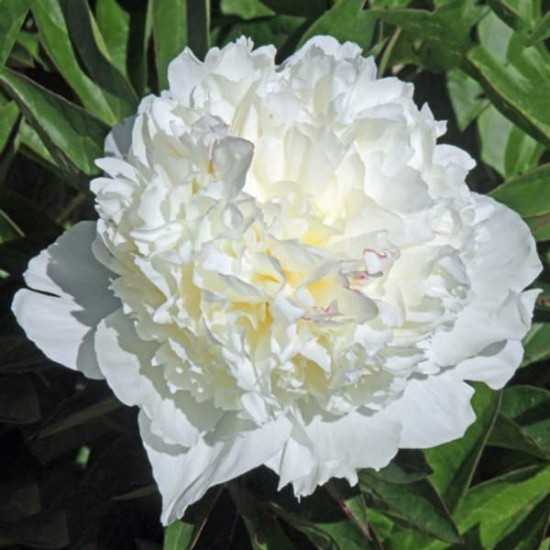 Bujori Lancaster Imp - 1 bucată (rizomi)