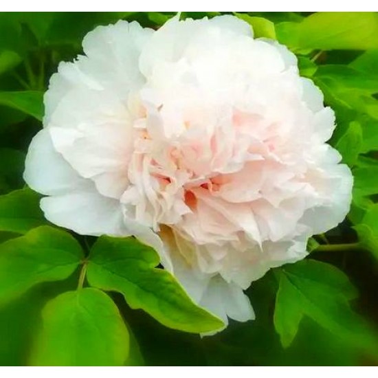 Bulbi (rizomi) bujori arbustivi Luster of Jade - 1 bucată