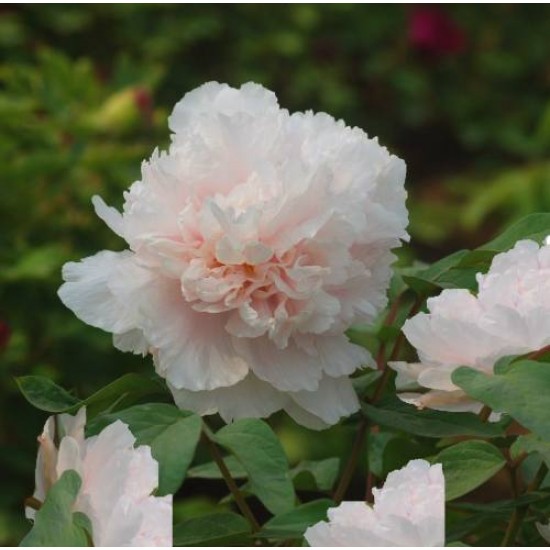 Bulbi (rizomi) bujori arbustivi Luster of Jade - 1 bucată