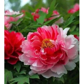 Bulbi (rizomi) bujori arbustivi Twin Beauty (Er Qiao) - 1 bucată