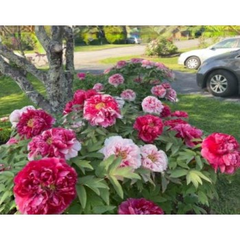 Bulbi (rizomi) bujori arbustivi Twin Beauty (Er Qiao) - 1 bucată