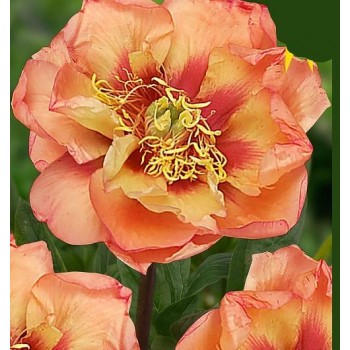 Bulbi (rizomi) bujori itoh Orange Victory - 1 bucată Bulbi (rizomi) bujori itoh Orange Victory - 1 bucată