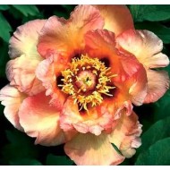 Bulbi (rizomi) bujori itoh Orange Victory - 1 bucată