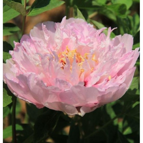 Bulbi (rizomi) bujori arbustivi Heavenly Pink - 1 bucată