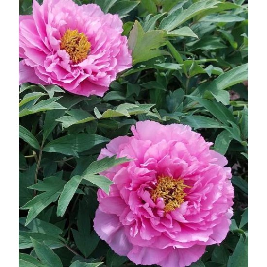 Bulbi (rizomi) bujori arbustivi Pink Waterlily (Rou Fu Rong) - 1 bucată