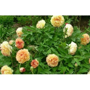 Bulbi (rizomi) bujori arbustivi Souvenir de Maxime Cornu (Gin Ge) - 1 bucată