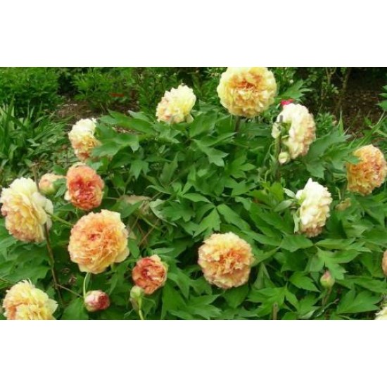 Bulbi (rizomi) bujori arbustivi Souvenir de Maxime Cornu (Gin Ge) - 1 bucată