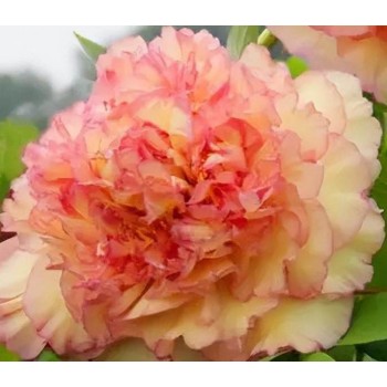 Bulbi (rizomi) bujori arbustivi Souvenir de Maxime Cornu (Gin Ge) - 1 bucată