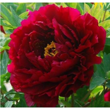 Bulbi (rizomi) bujori arbustivi The Best Inkstone (Mo Run Jue Lun) - 1 bucată