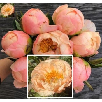 Bujori King's Day - 1 bucată, rizomi (radacini)