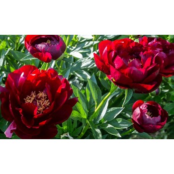 Bujori Buckeye Belle - 1 bucată (rizomi)