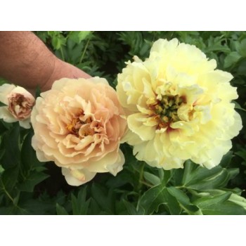 Bujori itoh Canary Brilliants - 1 bucată, rădăcini viguroase cu 3/5 ochi