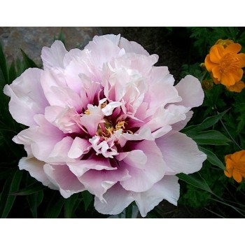 Bujori itoh Cora Louise - 1 bucată, rădăcini viguroase cu 3/5 ochi