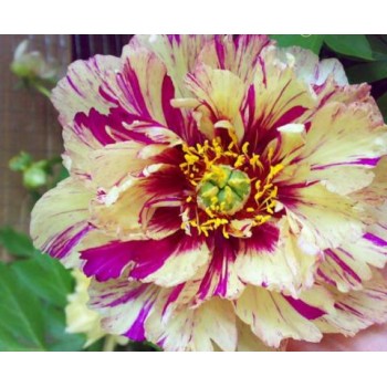 Bulbi (rizomi) bujori itoh Lollipop - 1 bucată *raritate* Bulbi (rizomi) bujori itoh Lollipop - 1 bucată *raritate*