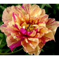 Bulbi (rizomi) bujori itoh Lollipop - 1 bucată *raritate*