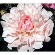 Bulbi (rizomi) bujori Madame Jules Dessert - 1 bucată