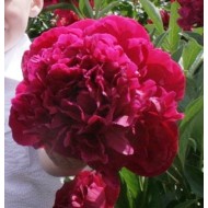 Bulbi (rizomi) bujori Paul M Wild - 1 bucată