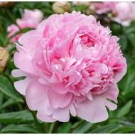 Bulbi (rizomi) bujori Sarah Bernhardt - 1 bucată Bulbi (rizomi) bujori Sarah Bernhardt - 1 bucată