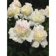 Bulbi (rizomi) bujori Top Brass - 1 bucată, rizomi cu 3/5 ochi (muguri)