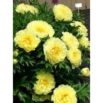 Bujori galbeni itoh Bartzella - 1 bucată, rădăcini viguroase cu 3/5 ochi - din 31 OCT 2025 Bujori galbeni itoh Bartzella - 1 bucată, rădăcini viguroase cu 3/5 ochi - din 31 OCT 2025