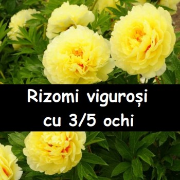 Bujori galbeni itoh Bartzella - 1 bucată, rădăcini viguroase cu 3/5 ochi - din 31 OCT 2025 Bujori galbeni itoh Bartzella - 1 bucată, rădăcini viguroase cu 3/5 ochi - din 31 OCT 2025
