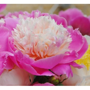 Bujori Bowl of Beauty - 1 bucată (rizomi)