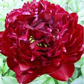 Bujori Peter Brand - 1 bucată (rizomi) Bujori Peter Brand - 1 bucată (rizomi)