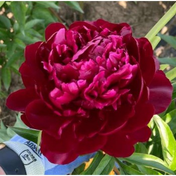 Bujori Peter Brand - 1 bucată (rizomi) Bujori Peter Brand - 1 bucată (rizomi)