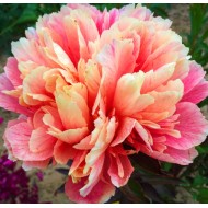 Bujori Lorelei - 1 bucată (rizomi)