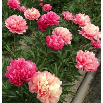 Bulbi (rizomi) bujori Lorelei - 1 bucată Bulbi (rizomi) bujori Lorelei - 1 bucată