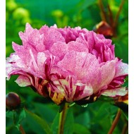 Bulbi (rizomi) bujori The Fawn - 1 bucată