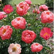 Bulbi (rizomi) bujori Coral Sunset - 1 bucată