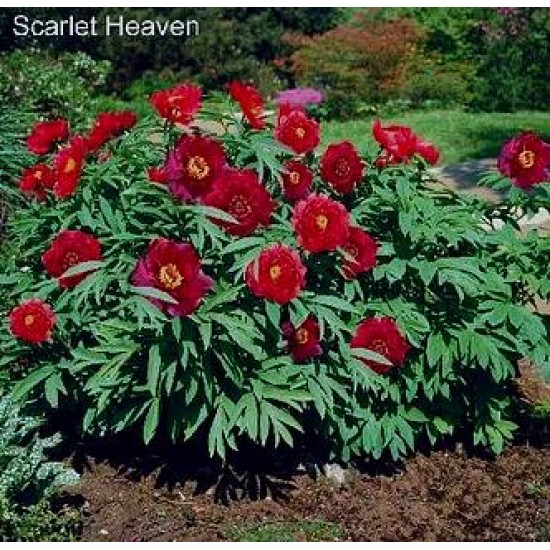 Bulbi (rizomi) bujori itoh Scarlet Heaven - 1 bucată