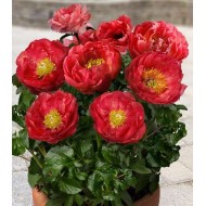 Bulbi (rizomi) bujori Moscow - 1 bucată