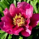 Bulbi (rizomi) bujori itoh Purple Sensation - 1 bucată, flori FOARTE MARI