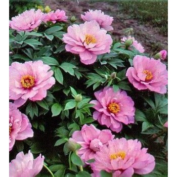 Bulbi (rizomi) bujori itoh First Arrival - 1 bucată Bulbi (rizomi) bujori itoh First Arrival - 1 bucată