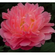 Bujori Pink Hawaiian Coral - 1 bucată (rizomi)