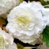 Bulbi begonii multiflora maxima alba - 1 bucată