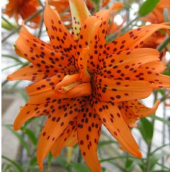 Bulbi crini Lancifolium Flore Pleno - 1 bucată Bulbi crini Lancifolium Flore Pleno - 1 bucată