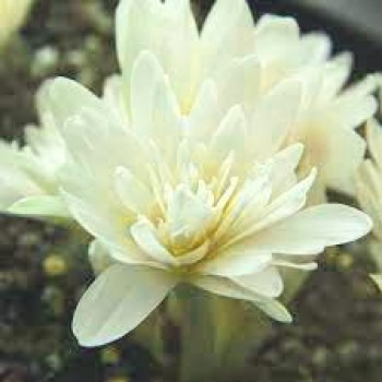 Bulbi colchicum Alboplenum (brândușă de toamnă) - 1 bucată, FLORI TRECUTE! Bulbi colchicum Alboplenum (brândușă de toamnă) - 1 bucată, FLORI TRECUTE!