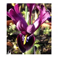 Bulbi iris histrioides George