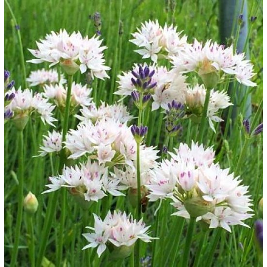 Bulbi allium Graceful Beauty - Pachet 2 bucăți