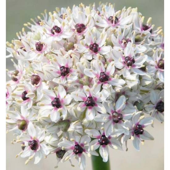 Bulbi allium Silver Spring - 1 bucată !!! Bulbi allium Silver Spring - 1 bucată !!!
