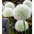 Bulbi allium White Giant - 1 bucată !!!