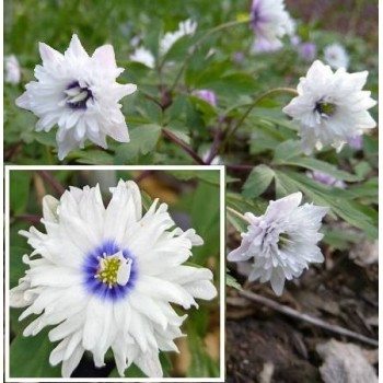 Bulbi anemone Blue Eyes - 1 bucată !!! Bulbi anemone Blue Eyes - 1 bucată !!!
