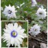 Bulbi anemone Blue Eyes - 1 bucată !!!